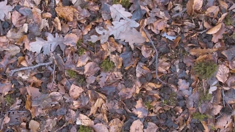 Rustic Nature Backgrounds: Bark Patterns and Forest Trail Stock Footage 346196320