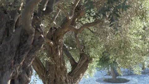 Rustic nature with various roles, Peaceful countryside ambiance with multiple Stock Footage 321817314