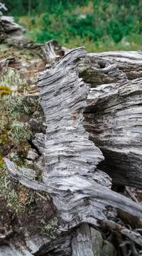 Rustic old broken tree texture Stock Photos