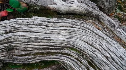 Rustic old broken tree texture Stock Photos