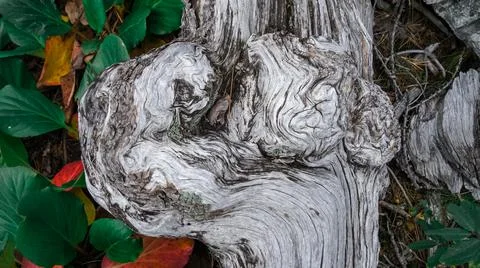 Rustic old broken tree texture Stock Photos
