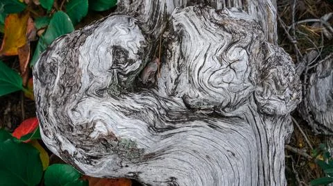 Rustic old broken tree texture Stock Photos