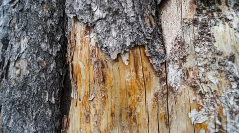 Rustic old broken tree texture Stock Photos