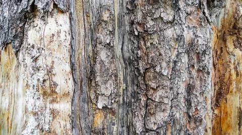 Rustic old broken tree texture Stock Photos