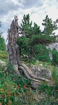 Rustic old broken tree texture Stock Photos