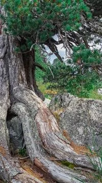Rustic old broken tree texture Stock Photos