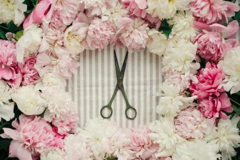 Rustic old scissors in peonies frame flat lay on rustic table cloth. Space fo Stock Photos
