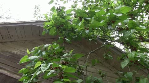 Rustic old shed with tree Video stock 22423528