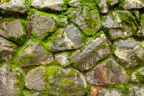 A rustic old stone wall covered with vibrant green moss and wild vegetation 库存照片