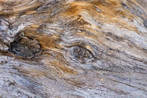 Rustic Old Tree Pattern Waves 스톡 사진