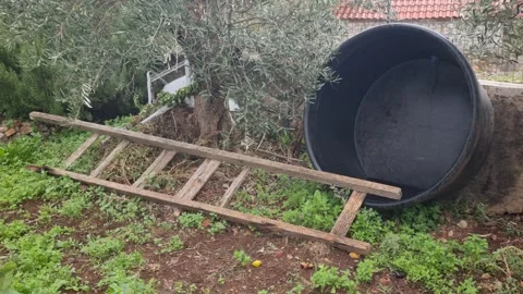 Rustic Olive Tree Scene with Wooden Ladder and Large Barrel in Rural Garden – 8K 스톡 동영상 320827126
