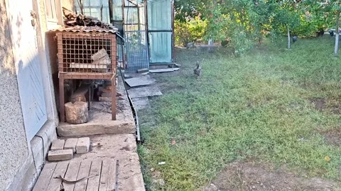 Rustic Outdoor Rabbit Cage in a Rural Backyard Garden Setting Vídeos de archivo 346350798
