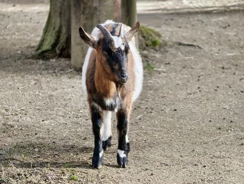 Rustic pasture features curious goat nearby. Brown and white goat with shor.. Фото