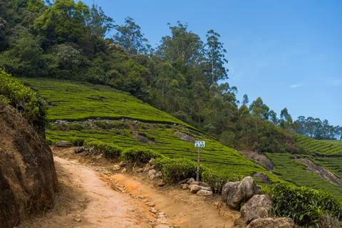 Rustic path beside green tea terraces in Munnar Stock Photos