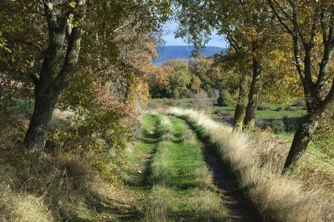 Rustic Path Through Autumn Forest. Allin Valley, Navarra, Spain Stock Photos