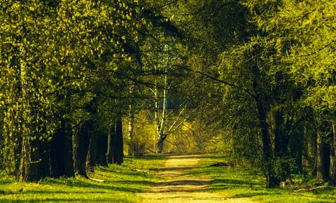 Rustic path winding through dense woodland with tall trees and lush foliage Stock Photos