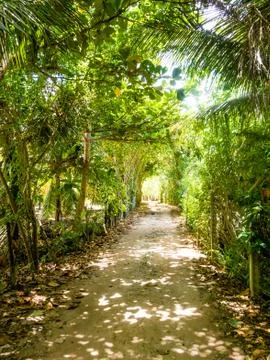 Rustic pathway between trees on a sunny day Stock Photos