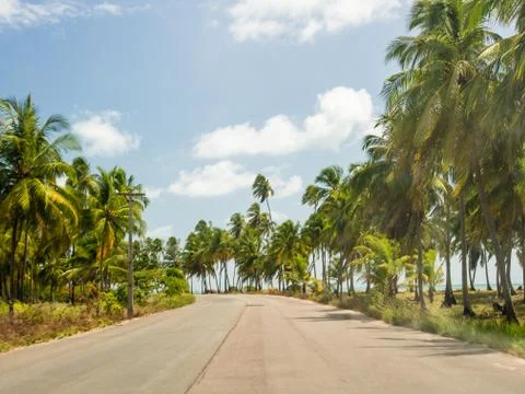 Rustic pathway between trees on a sunny day Stock Photos