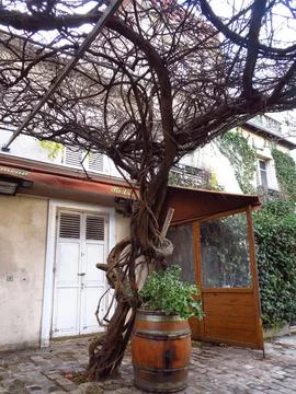 Rustic patio tree Stock Photos