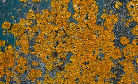 Rustic pattern on a ply metal sheet, yellow moss. Stock Photos
