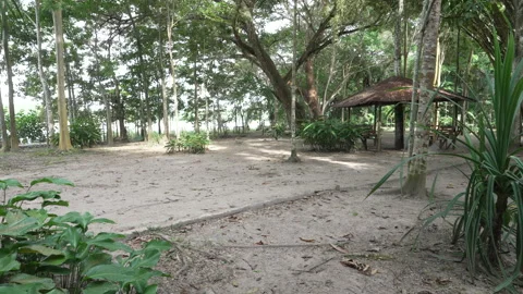 Rustic Pavilion Nestled Among Trees in Sunlit Amazonian Clearing Stockbeeldmateriaal 334139643