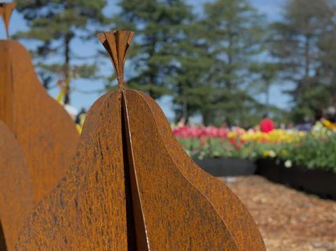 Rustic Pear Stock Photos