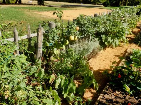 Rustic Picket Fence. Fotos de archivo
