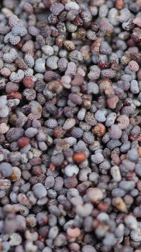 Rustic poppy seed surface for baking, Closeup of textured poppy seeds for desser Stock Footage 325695597