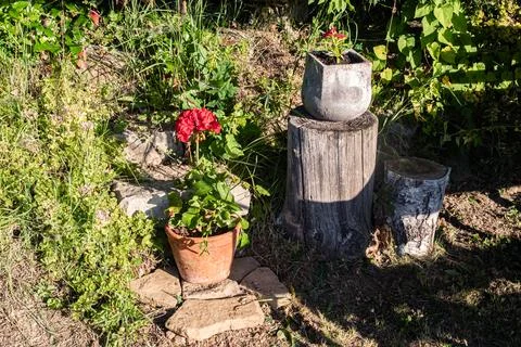Rustic potted flowers Stock Photos