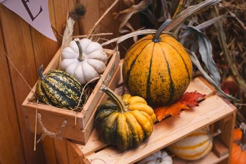 Rustic Pumpkin Patch with Hay and Farmhouse Decorations Stockfoto's