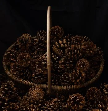 Rustic Pumpkin setting in pine cones  natural setting Stock Photos