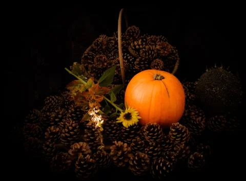 Rustic Pumpkin setting in pine cones  natural setting Stock Photos