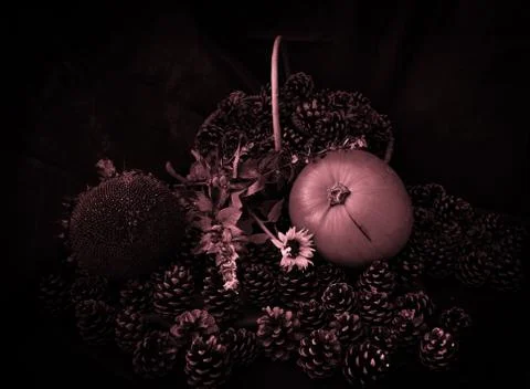 Rustic Pumpkin setting in pine cones  natural setting Stock Photos