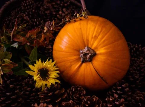 Rustic Pumpkin setting in pine cones  natural setting Stock Photos