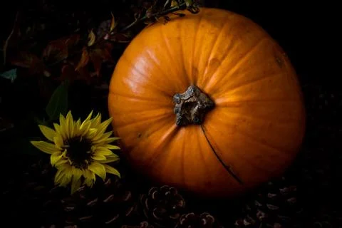 Rustic Pumpkin setting in pine cones  natural setting Foto stock