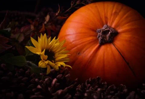 Rustic Pumpkin setting in pine cones  natural setting Stock Photos