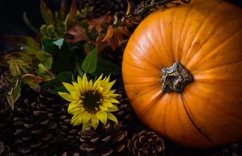 Rustic Pumpkin setting in pine cones  natural setting Stock Photos