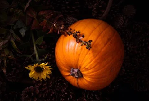 Rustic Pumpkin setting in pine cones  natural setting Stock Photos