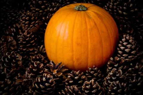 Rustic Pumpkin setting in pine cones  natural setting Stock Photos
