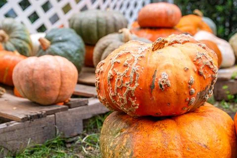 Rustic Pumpkins on Wooden Pallets Outside Farmhouse in Autumn Stock Photos