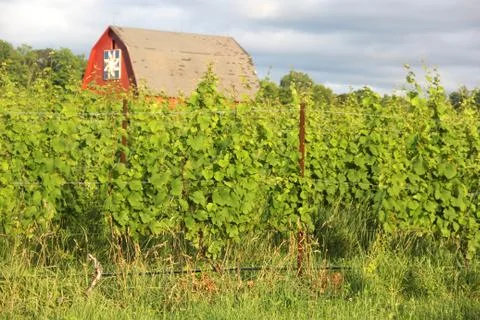 Rustic Red Barn Overlooking Lush Vineyard Rows Stock Photos