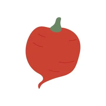 Rustic red beetroot with natural form and garden vibe, ideal for organic market Stock Illustration