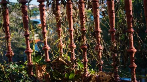 Rustic red metal railing with greenery. Stock Photos