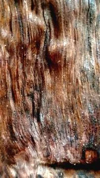 Rustic Reddish Brown Tree Bark Seamless Texture Grunge Background Stock Photos