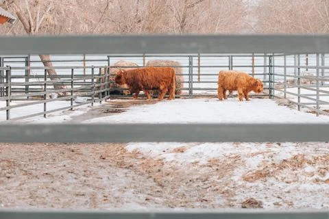 Rustic Resilience : Showcasing the robust nature of highland cows as they Stock Photos