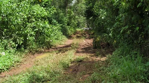 A rustic road in Panama with patches of mud and trees lining both sides. Stock Footage 321163538