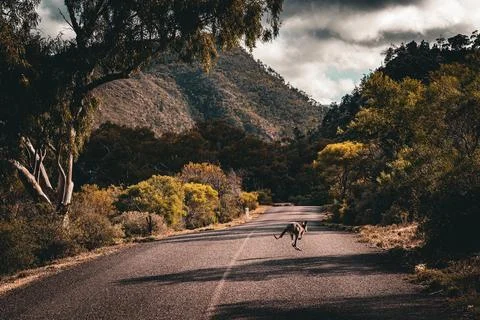 Rustic Road Roaming Stock Photos