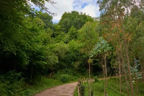 A rustic road surrounded by dense vegetation Stock Photos