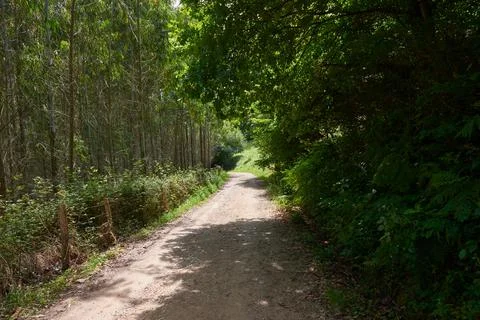 A rustic road surrounded by dense vegetation Stock Photos