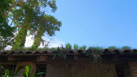 Rustic Rooftop with Grass and Clear Sky Stock Footage 308752947